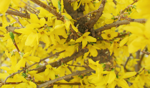Spring Flowers from my Garden @ NancyC forsythiaLR