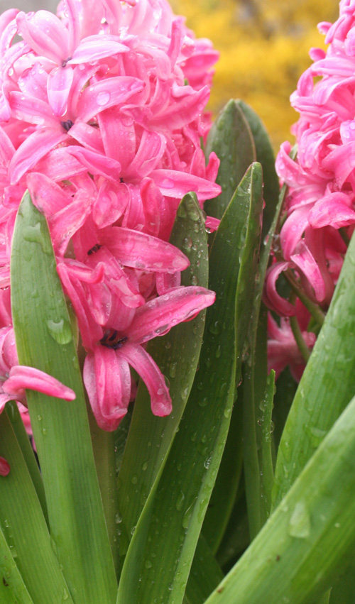Spring Flowers from my Garden II @ NancyC hyacinthLR