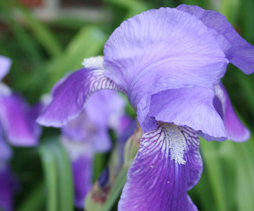 Spring Flowers from my Garden IV@ NancyC IrisLR