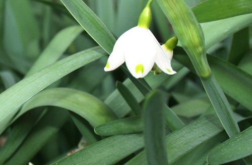 Spring Flowers from my Garden III @ NancyC LilyofthevalleyLR