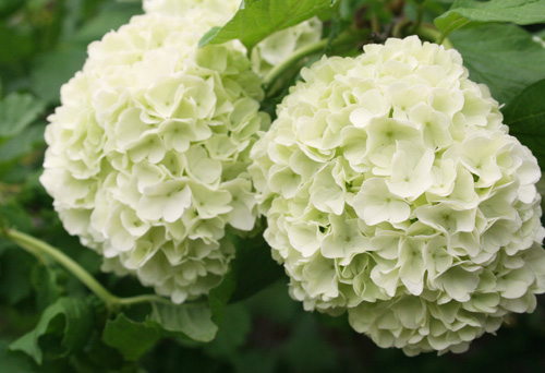 Spring Flowers from my Garden V @ NancyC snowballbushLR